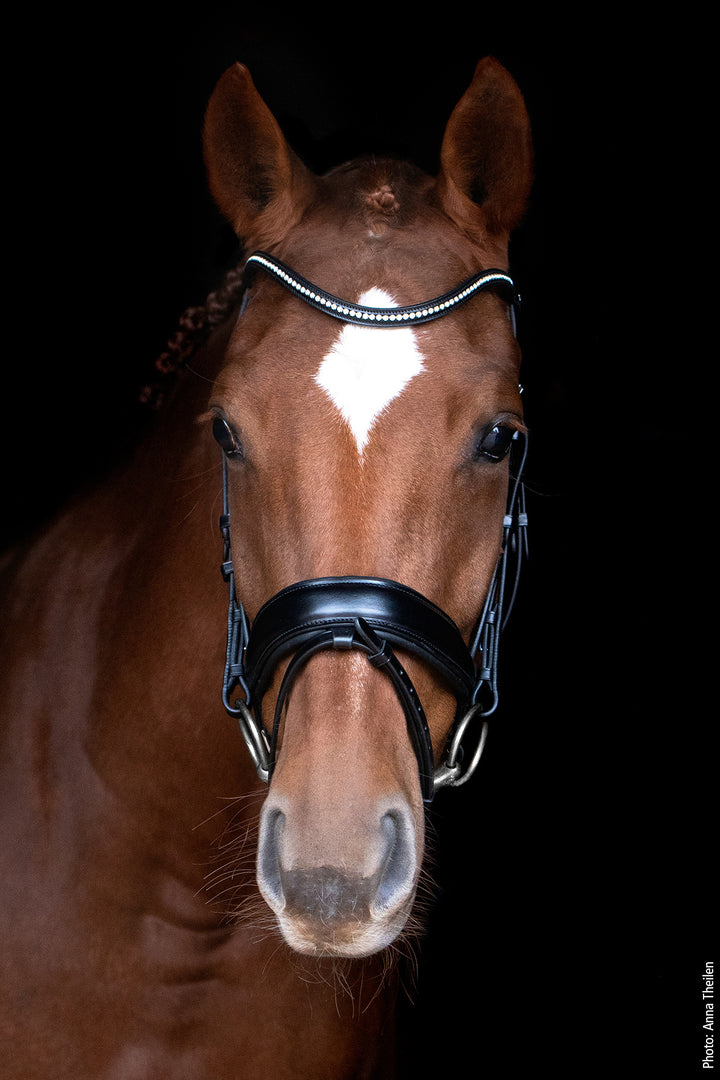 Shockemohle Stanford Snaffle Bridle - Snaffle Bridle - Kingdom Equestrian