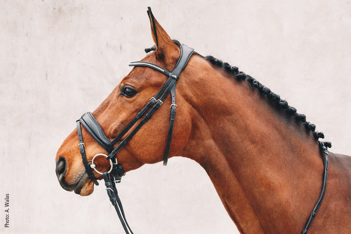 Shockemohle Stanford Snaffle Bridle - Snaffle Bridle - Kingdom Equestrian