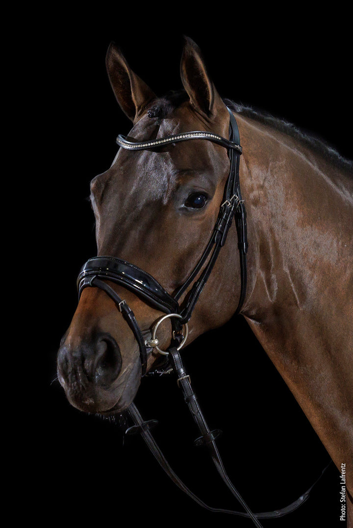 Shockemohle Stanford Snaffle Bridle - Snaffle Bridle - Kingdom Equestrian