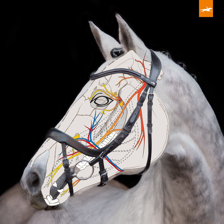Schockemohle Equitus Alpha - Snaffle Bridle - Kingdom Equestrian