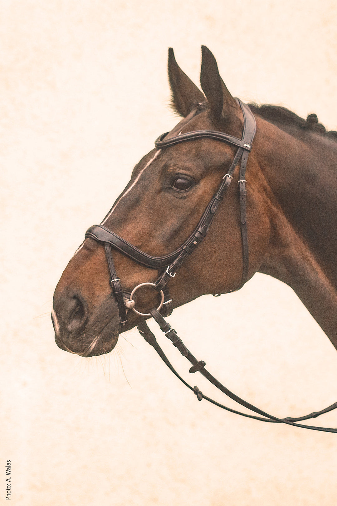Schockemohle Equitus Alpha - Snaffle Bridle - Kingdom Equestrian