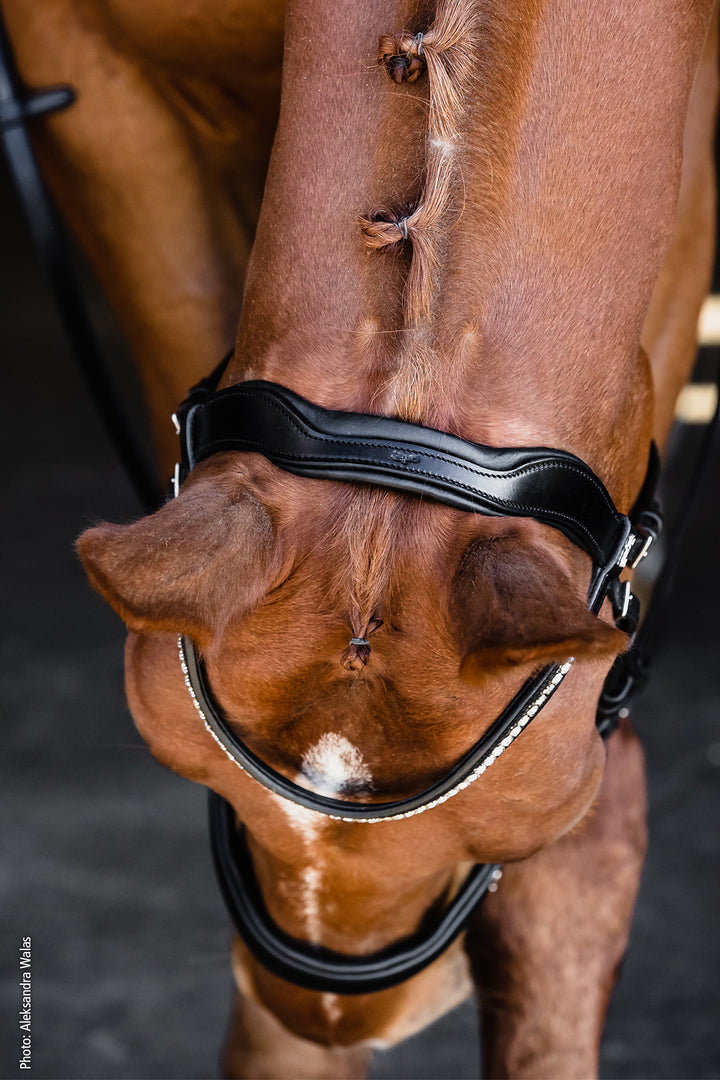 Schockemohle Equitus Beta - Snaffle Bridle - Kingdom Equestrian
