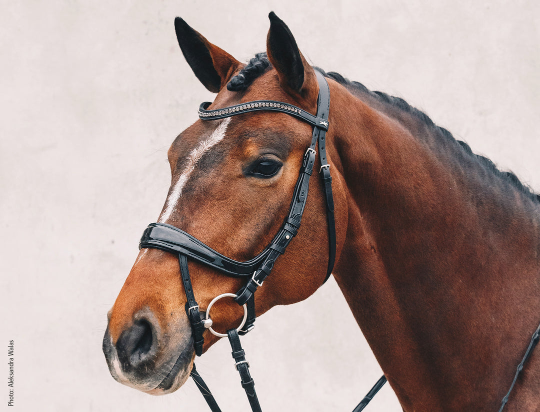 Schockemohle Equitus Beta - Snaffle Bridle - Kingdom Equestrian