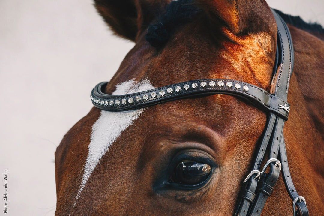 Schockemohle Rome Select - Snaffle Bridle - Kingdom Equestrian