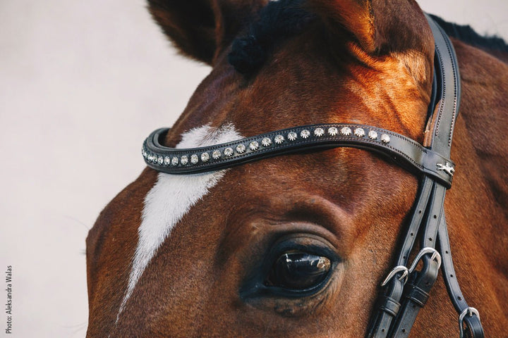 Schockemohle Rome Select - Snaffle Bridle - Kingdom Equestrian