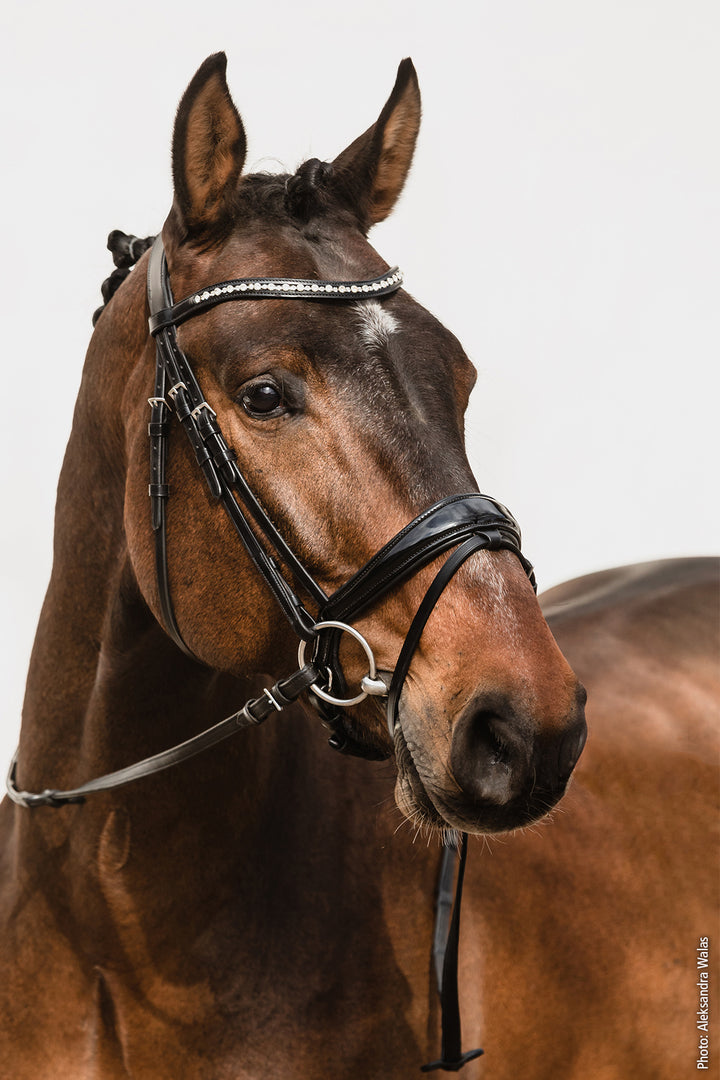 Shockemohle Brantford Snaffle Bridle - Snaffle Bridle - Kingdom Equestrian