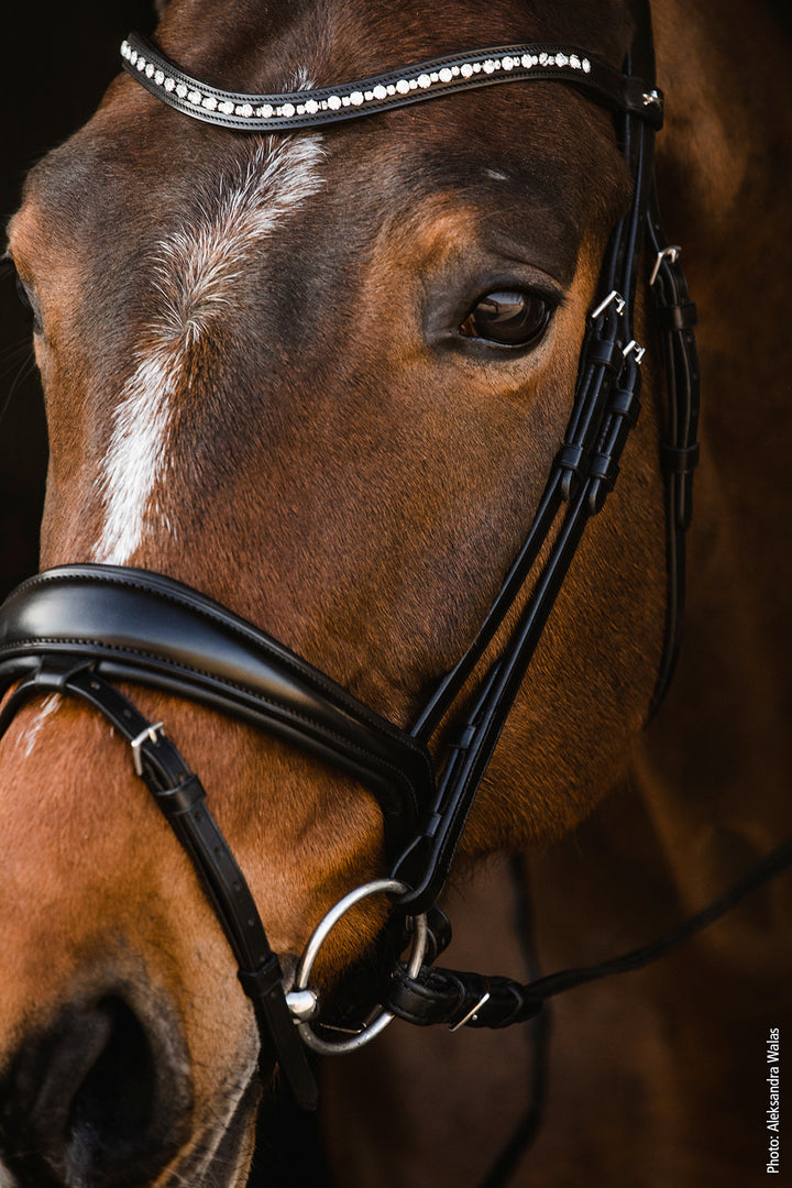 Shockemohle Brantford Snaffle Bridle - Snaffle Bridle - Kingdom Equestrian