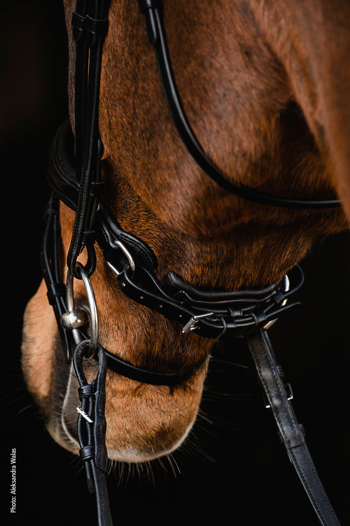 Shockemohle Brantford Snaffle Bridle - Snaffle Bridle - Kingdom Equestrian