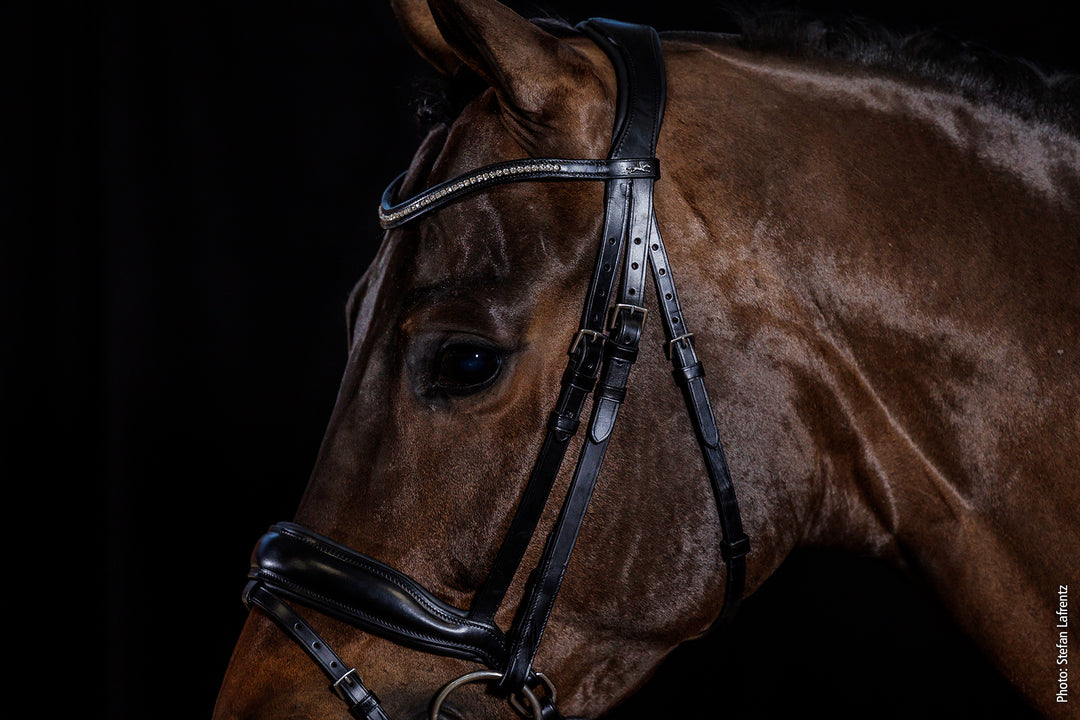 Shockemohle Stanford 'Wide' Snaffle Bridle - Snaffle Bridle - Kingdom Equestrian