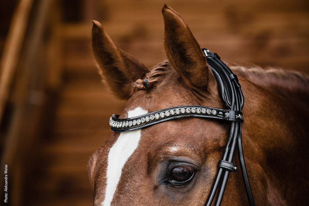 Shockemohle Westminster Snaffle Bridle - Snaffle Bridle - Kingdom Equestrian