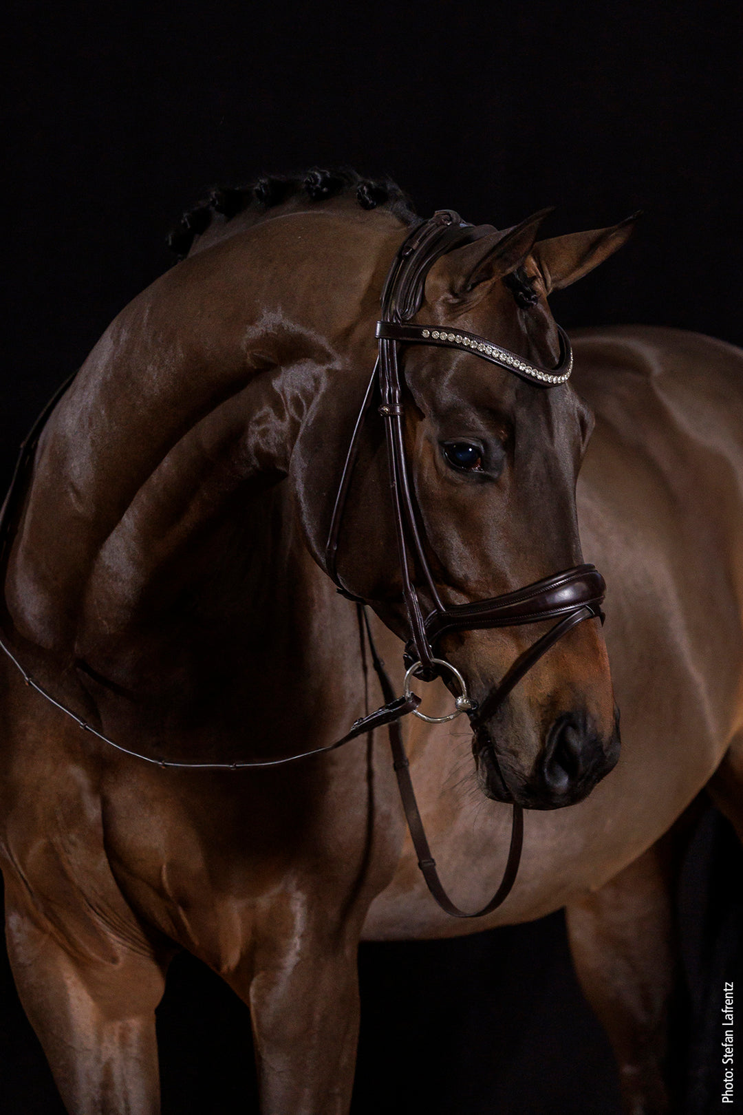 Shockemohle Westminster Snaffle Bridle - Snaffle Bridle - Kingdom Equestrian