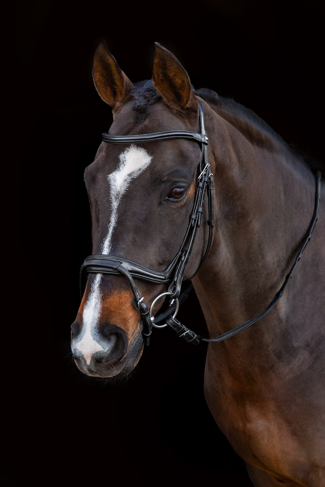 Schockemohle Ancona Select Snaffle Bridle - Snaffle Bridle - Kingdom Equestrian