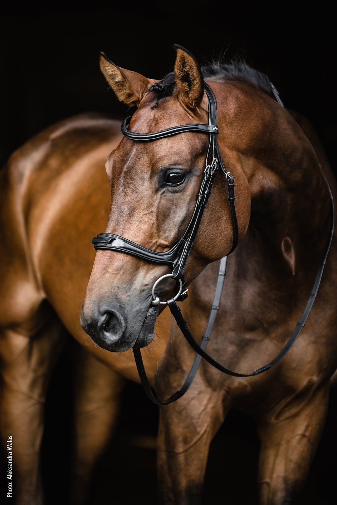 Schockemohle Ancona Select Snaffle Bridle - Snaffle Bridle - Kingdom Equestrian