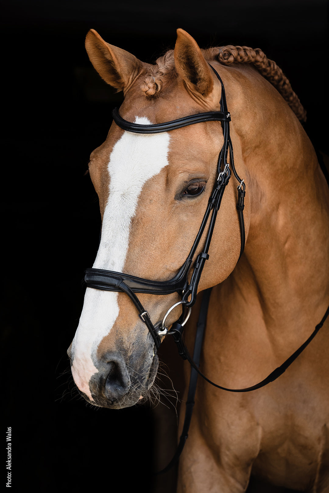 Schockemohle Ancona Select Snaffle Bridle - Snaffle Bridle - Kingdom Equestrian