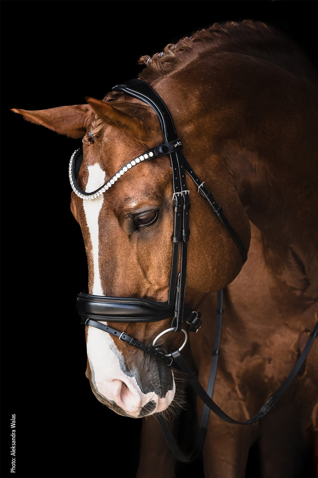 Shockemohle Siena Snaffle Bridle - Snaffle Bridle - Kingdom Equestrian