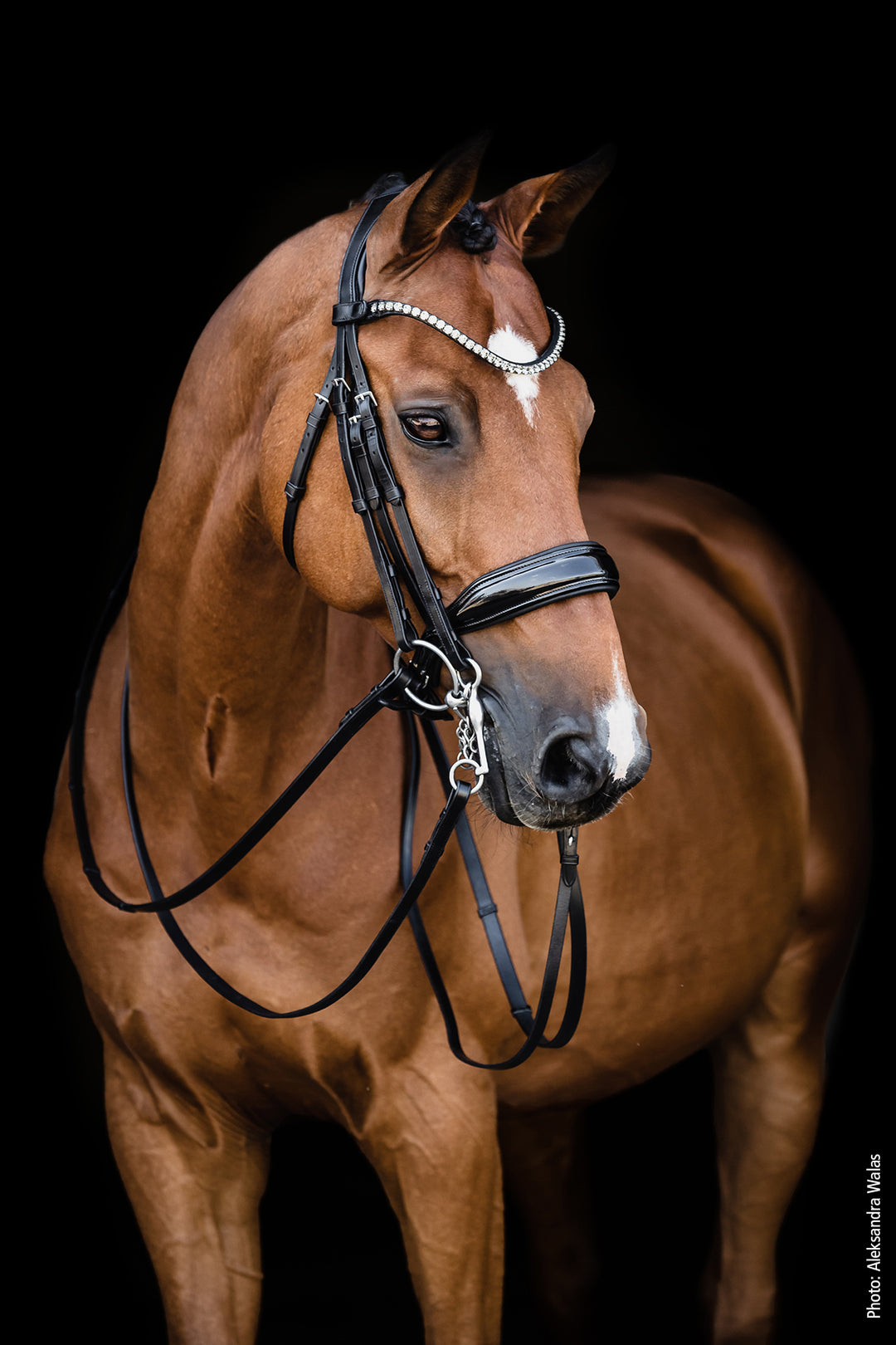 Shockemohle Milazzo Double Bridle - Double Bridle - Kingdom Equestrian