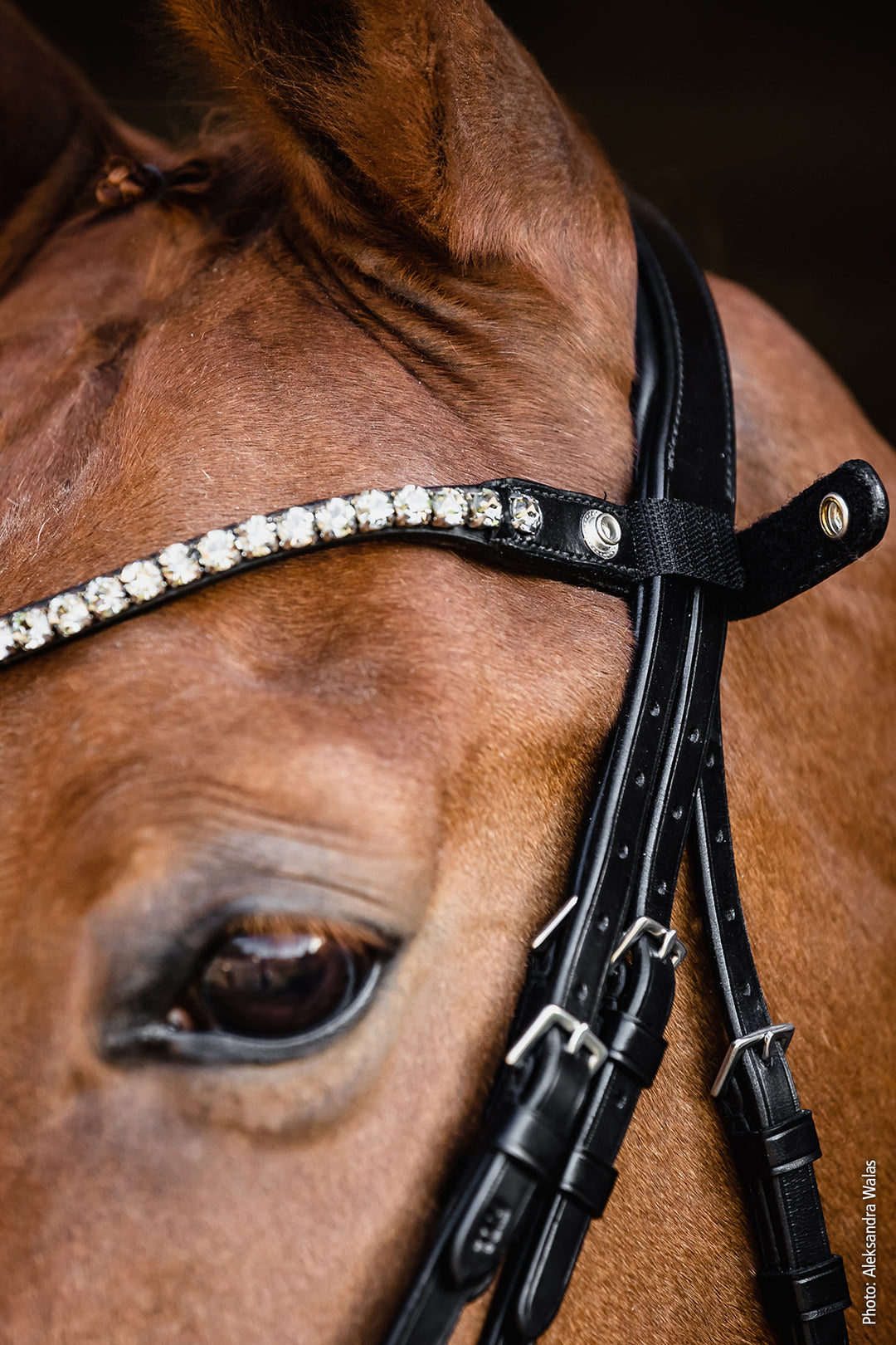 Shockemohle Milazzo Double Bridle - Double Bridle - Kingdom Equestrian