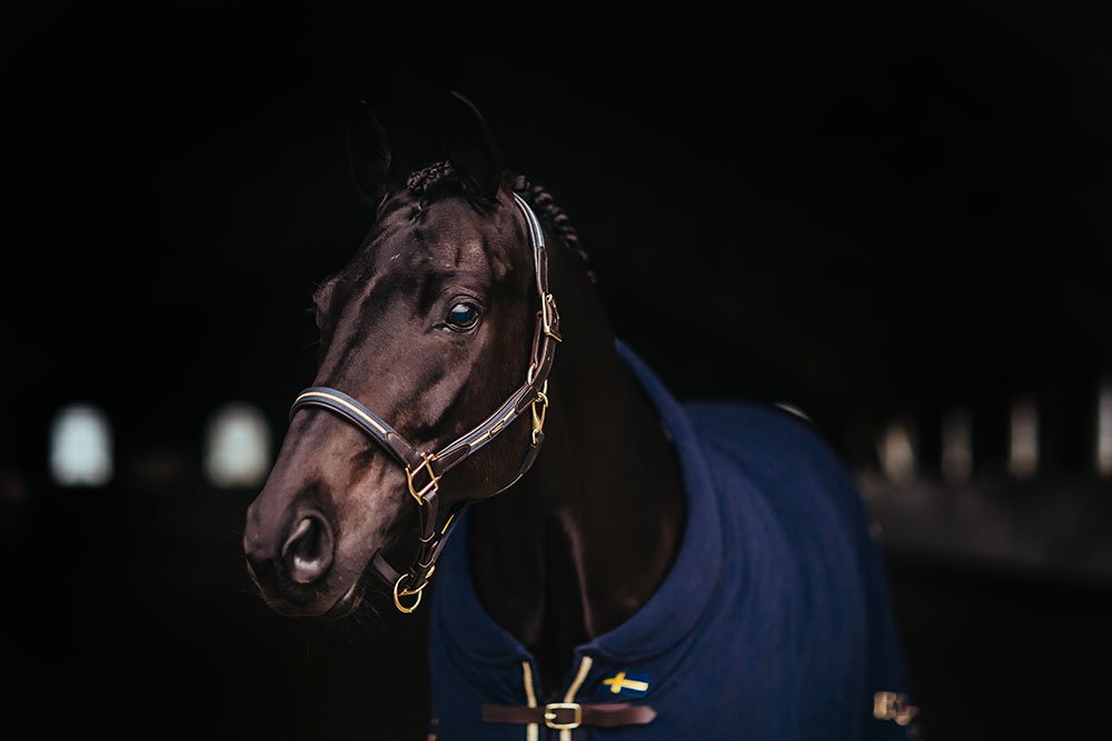 Equestrian Stockholm Leather Halter &amp; Lead Chain Sweden Nation Navy - Halter - Kingdom Equestrian