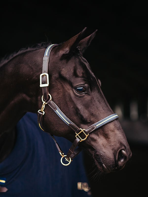 Equestrian Stockholm Leather Halter &amp; Lead Chain Sweden Nation Navy - Halter - Kingdom Equestrian